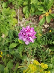 Neotinea tridentata commutata