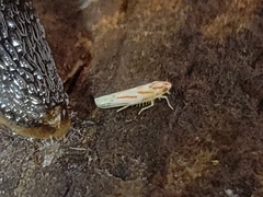 Dikrella cruentata