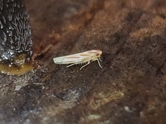 Dikrella cruentata