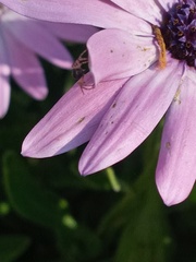 Synema globosum