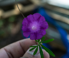Ipomoea plummerae