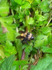 Bombus robustus