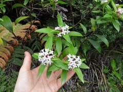Pimelea longifolia