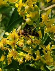 Barkleyanthus salicifolius