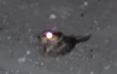 Hydropsalis torquata
