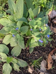 Pentaglottis sempervirens