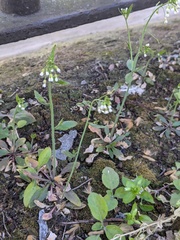 Arabidopsis thaliana