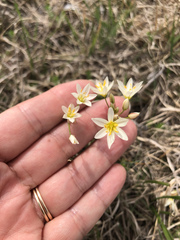 Nothoscordum bivalve