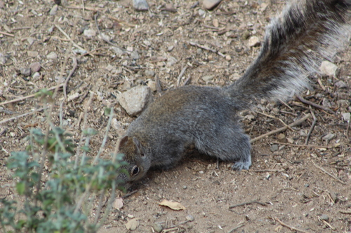 Arizona Gray Squirrel