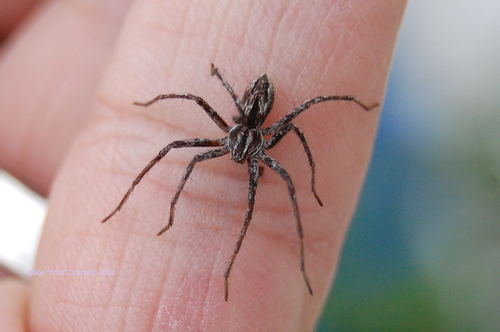 Cricket Thief Spider