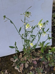 Arabidopsis thaliana