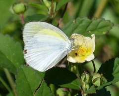 Eurema elathea flavescens