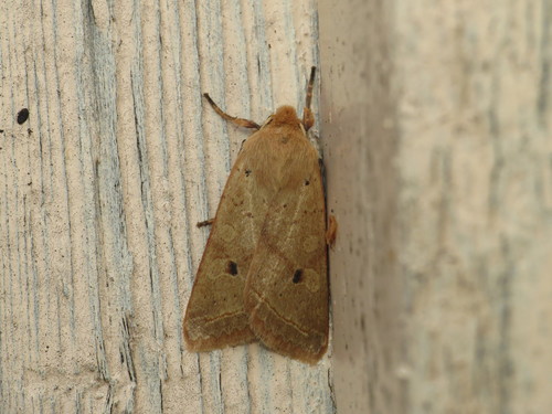yellow-line quaker