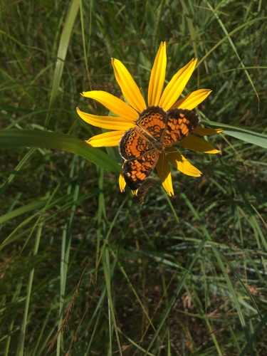 Pearl Crescent photographed in Oklahoma