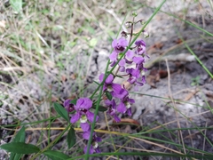 Angelonia