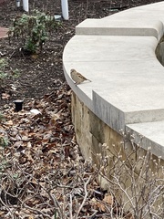 Passer domesticus