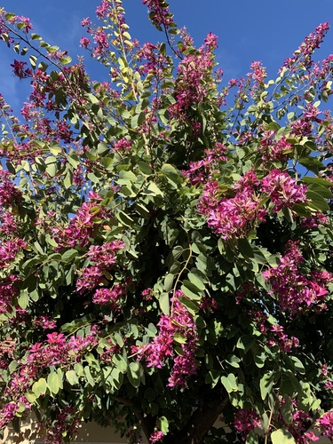 Bauhinia × blakeana