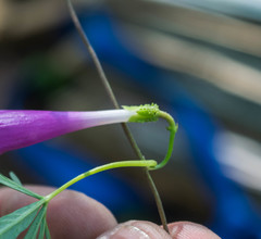 Ipomoea plummerae