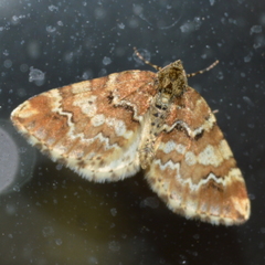 Enchoria lacteata