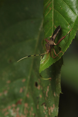 Spathophora biclavata