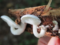 Ossicaulis lachnopus