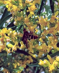 Xanthocampsomeris completa