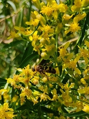 Xanthocampsomeris completa