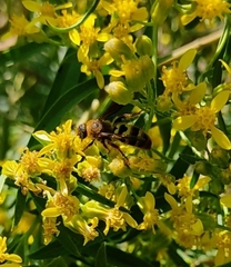 Xanthocampsomeris completa