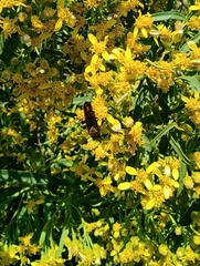 Xanthocampsomeris completa
