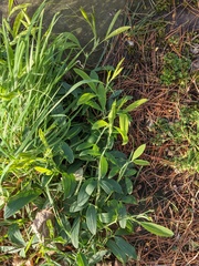 Lathyrus latifolius