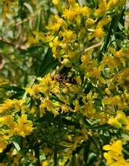 Xanthocampsomeris completa