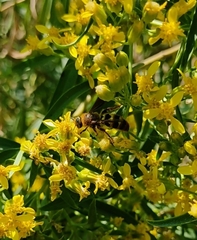 Xanthocampsomeris completa
