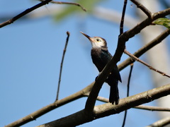 Brachygalba albogularis