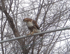 Buteo jamaicensis