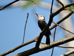 Brachygalba albogularis