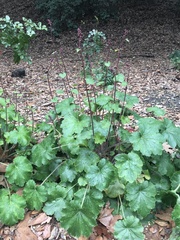 Heuchera maxima