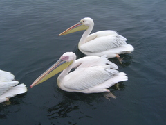 Pelecanus onocrotalus
