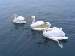 Pelecanus onocrotalus