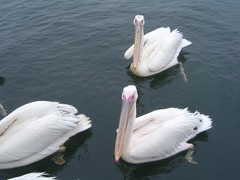 Pelecanus onocrotalus