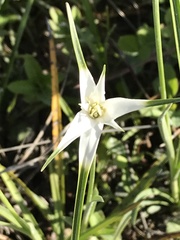 Rhynchospora colorata image