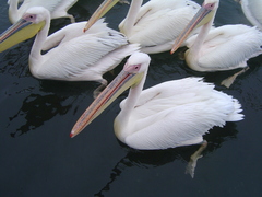 Pelecanus onocrotalus
