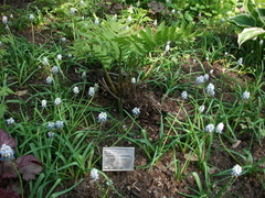 Pentarhizidium orientale