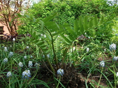 Pentarhizidium orientale