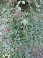 Plagianthus regius regius