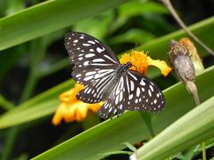 Tirumala limniace conjuncta