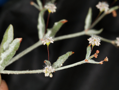 Eriogonum angulosum