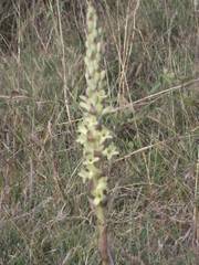 Dichromanthus michuacanus