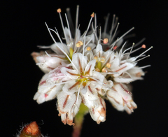 Eriogonum angulosum