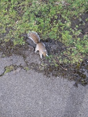 Sciurus carolinensis