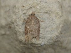 Acleris sparsana